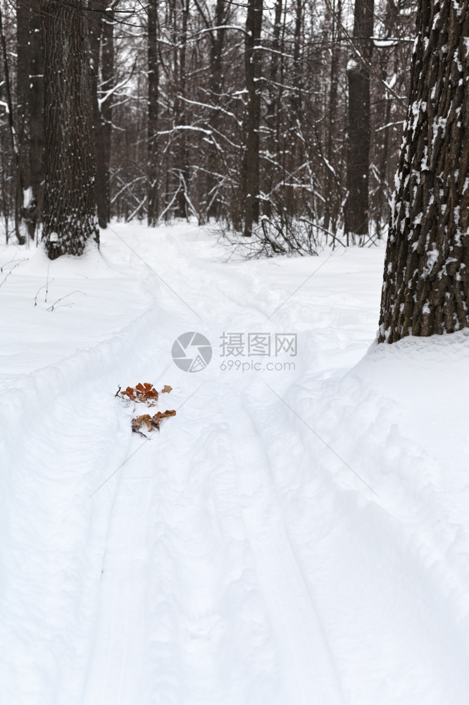 冬季下雪林中的滑轨图片
