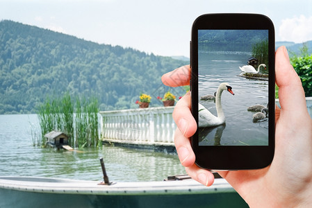 手机竖纹素材旅行概念旅游者用智能手机拍摄德国巴伐利亚施耶西湖的天鹅背景