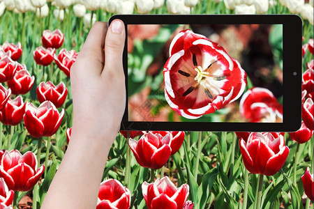 拍摄花朵的概念游客拍摄红色郁金香花关闭智能手机图片