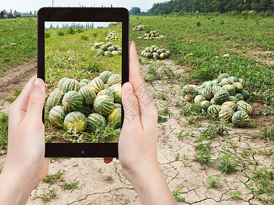 旅行概念旅游者拍摄夏季在瓜田采集成熟西的智能手机照片图片