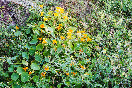 西里春林中的黄花背景图片