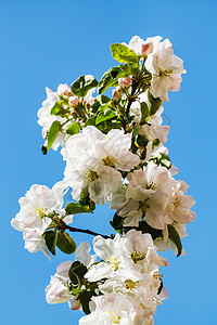 花生苹果树的枝紧贴着蓝春天空背景樱桃高清图片素材