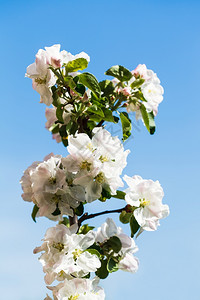 有苹果树花的枝紧贴着蓝春天空背景樱花高清图片素材