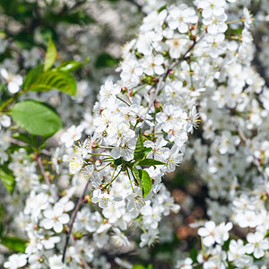 春日开花的樱树枝晴朗的高清图片素材