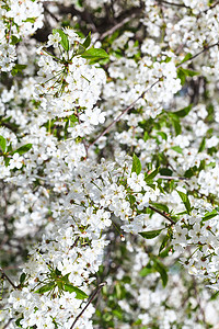春日盛开樱花树的枝图片