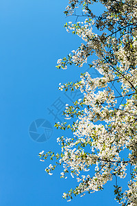 蓝春天空背景的花樱树枝季节高清图片素材