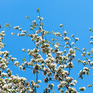 蓝春天空背景的苹果树开花枝水果高清图片素材
