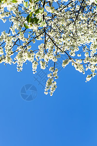 蓝春天空背景的樱花树枝花期高清图片素材