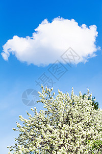 蓝天的白云春月花樱树图片
