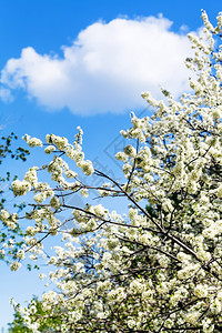 蓝天空中的白云和春花樱图片