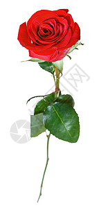 一朵红玫瑰花白背景的朵图片
