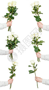 白色背景上孤立的一连串白玫瑰花背景图片
