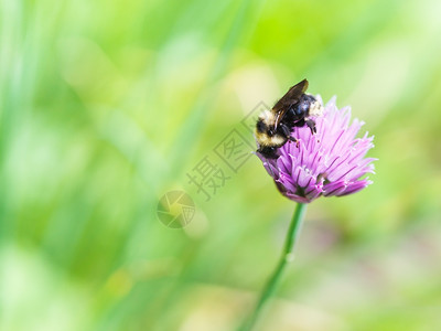 小黄蜂在粉红花上有着大黄蜂的天然本底背景图片