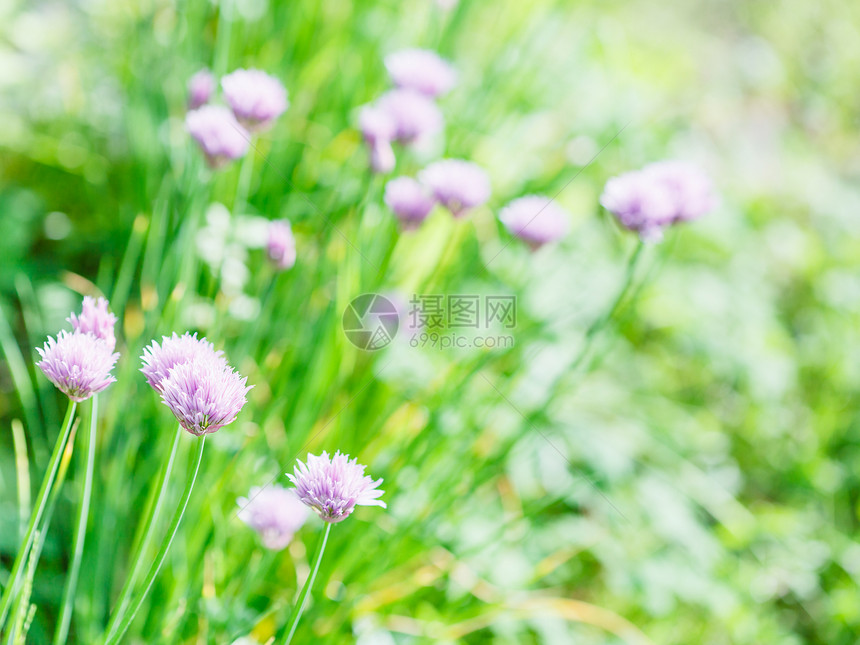绿色夏季草坪上有粉红色花朵香草图片