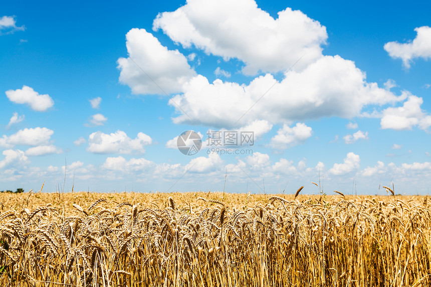 青蓝天空下有白云的田地上小麦熟耳的农村地貌图片