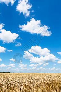 在阳光明媚的夏日青蓝天空在成熟小麦种植场上白云笼罩着图片