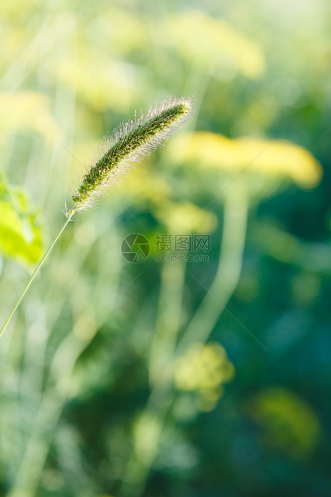 自然背景日落时环斑封闭和模糊的夏季草原图片