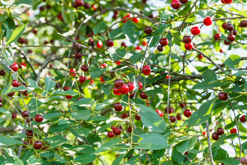 夏日树上有许多红樱桃成熟的果实图片