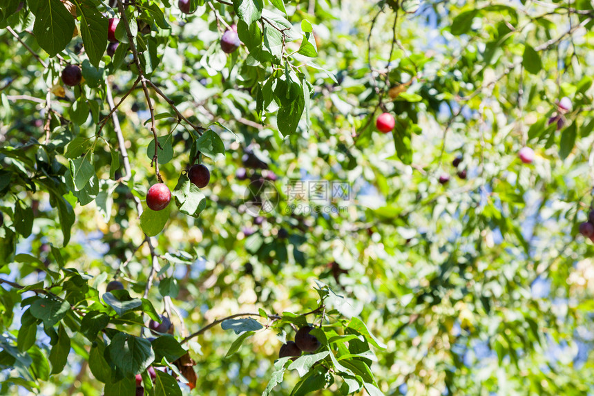 夏日在果园的树上有成熟李子图片
