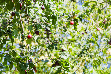 夏日在果园的树上有成熟李子图片