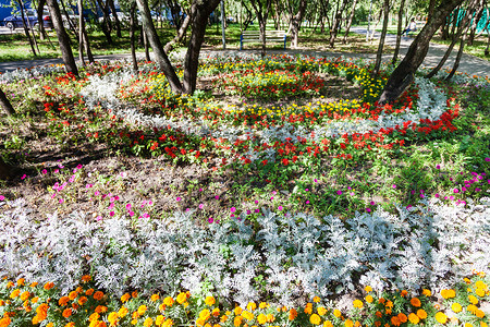 城市花园中的圆花坛有石竹花和雅各布cinerariamaritima植物背景图片