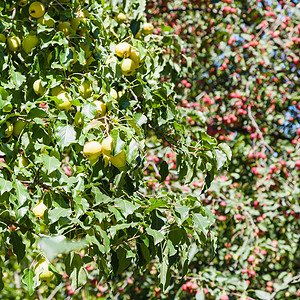 夏季树上野生黄苹果和红图片