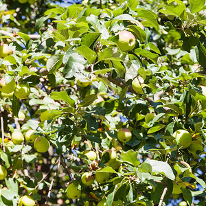 夏季果园旧苹树上的成熟黄苹果图片