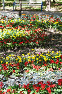 花盆朵和城市园的焦拉里亚海草植物图片