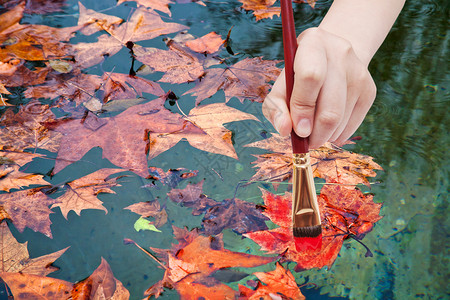 自然概念手与油漆刷画秋天在池中漂浮的红色树叶背景图片
