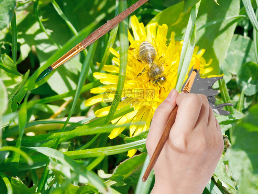 自然概念手与油漆刷画绿色草原上花朵的黄色瓣图片