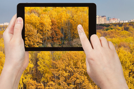自然概念秋天黄树林在平板上的照片图片