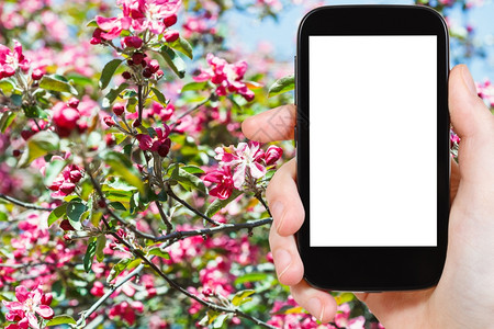 旅行概念手持智能机在春时苹果树上按背景剪屏幕和红花图片