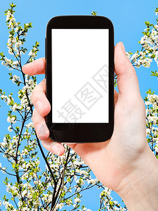 旅行概念手持智能机在背景上剪掉屏幕和白樱桃树花图片