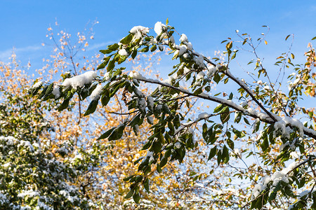 秋天第一次在绿叶上下雪蓝天在秋图片