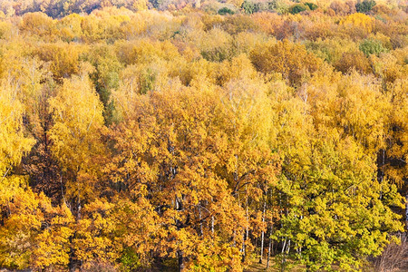 在阳光明媚的秋天黄树林上空图片
