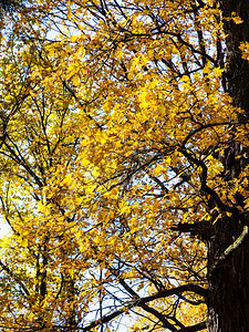 秋天森林阳光照亮黄橡树枝背景图片