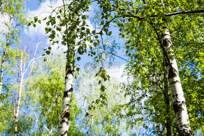 自然背景森林中桦树林中绿叶的桦树图片