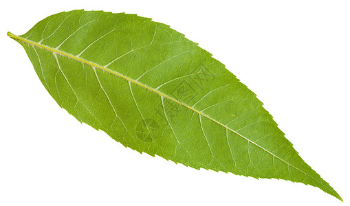 白底孤立的FraxinusExpersior树绿叶阿什欧洲灰常见的背面背景图片