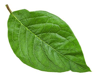 在白色背景上分离的丁香属丁香丁香匈牙利丁香的绿叶图片