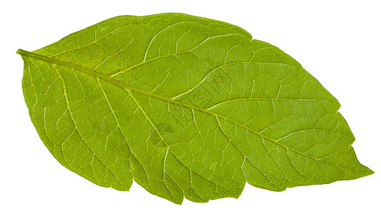 Acernegundo山灰树绿叶背面白底隔离的色树背景图片