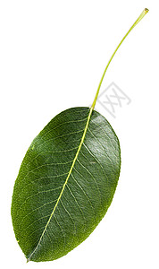 白底孤立的青梨树绿叶PyrusCommon梨欧洲普通背景图片