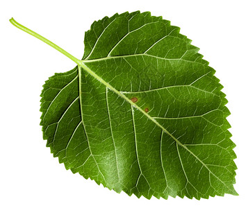 莫鲁斯树黑色木莓莫鲁斯尼格拉的绿叶背面白底隔离图片