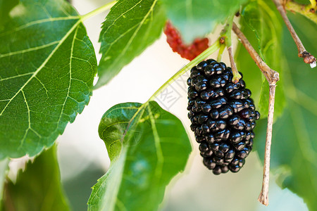 莫鲁斯树上黑木莓莫鲁斯的高清图片