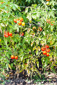 夏日菜园红水果熟的番茄灌木图片