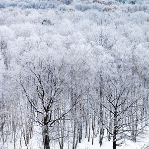 在寒冬冷的雪中森林的橡树图片