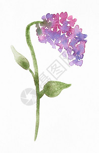 用水彩漆色涂料在白纸上漆的SyringaLilac植物手织图图片
