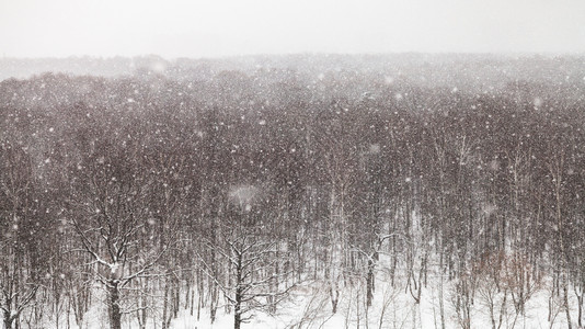 冬季莫斯科Timiryazevskiy公园森林上大雪的全景图片