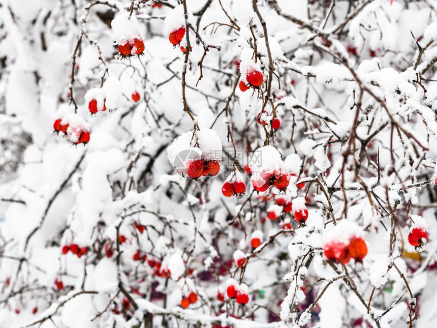 冬季森林中积雪的黄花果在莫斯科市Timiryazevskiy公园森林中图片