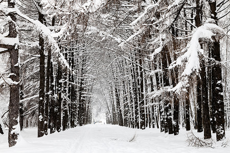 蒂米里亚泽夫斯基冬天森林高清图片