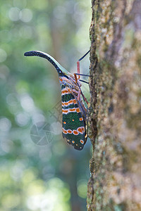 绿蝇昆虫林树上的美丽昆虫高清图片